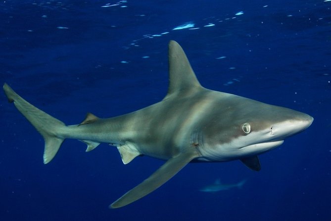 Shark Cage Diving In Oahu - Customer Feedback and Ratings
