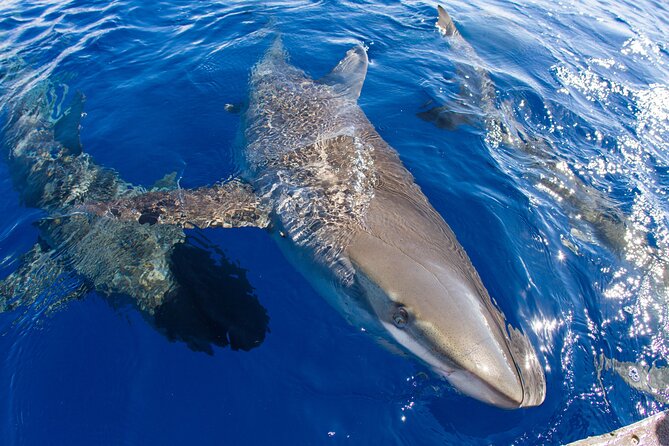 Shark Cage Diving In Oahu - Transportation and Accessibility