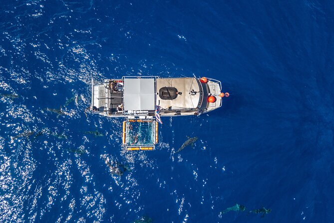 Shark Cage Diving On The World Famous North Shore of Oahu, Hawaii - Meeting and Pickup Logistics