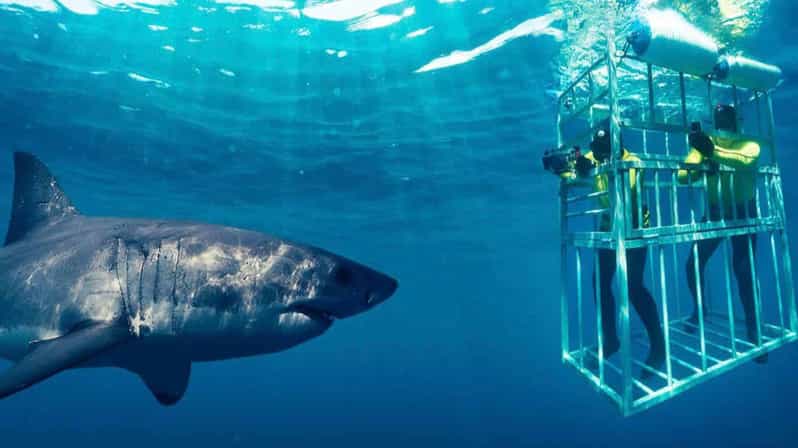 Shark Cage Diving Private Tour With Transport From Cape Town - Key Points