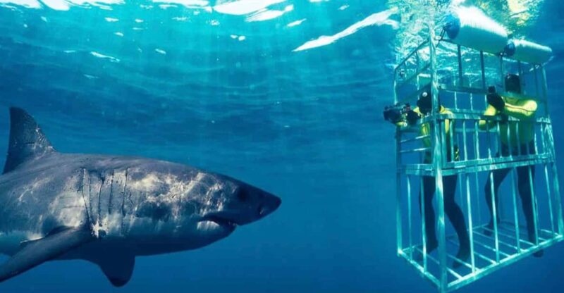 Shark Cage Diving Private Tour With Transport From Cape Town - Tour Overview