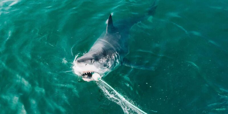 Shark Cage Diving Private Tour With Transport From Cape Town - Tour Operator and Safety Measures