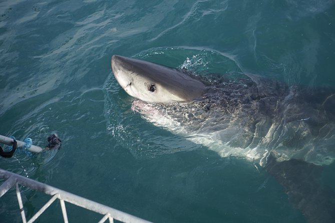 Shark Cage Diving Viewing Only - What to Expect