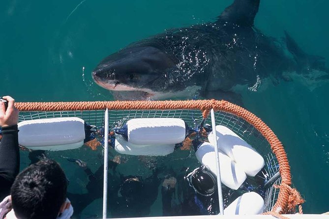 Shark Cage Diving & Viewing Tours in Gansbaai - What to Expect Onboard