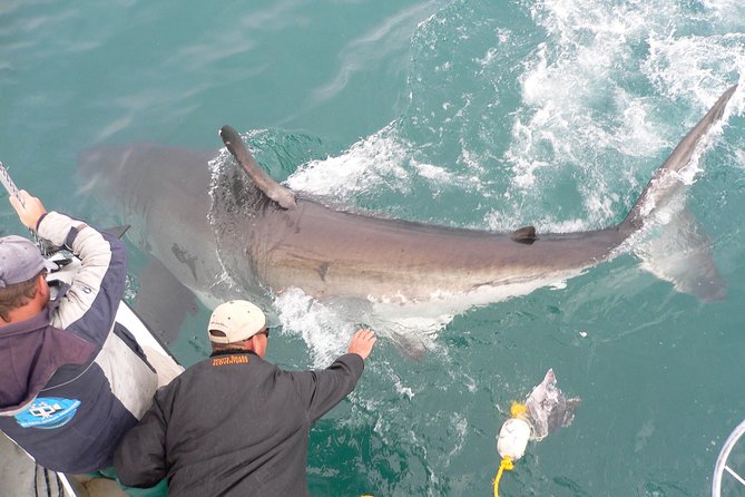 Shark Cage Diving & Viewing Tours in Gansbaai - Inclusions and Amenities
