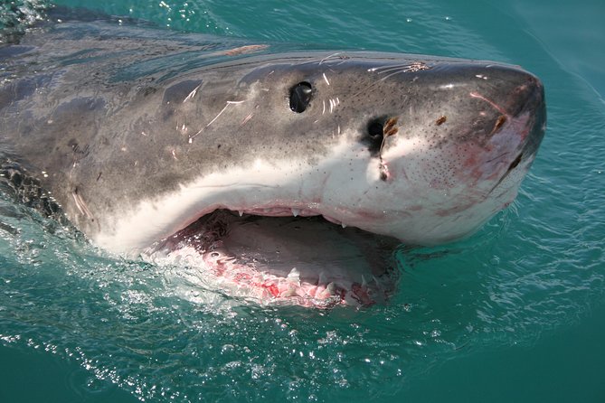 Shark Cage Diving & Viewing Tours in Gansbaai - Meeting and Pickup Details