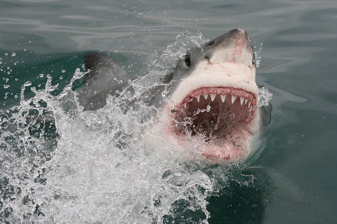Shark Cage Diving & Viewing Tours in Gansbaai - Contact and Booking