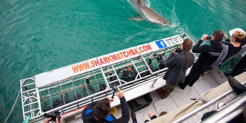 Shark Cage Diving With Transport From Cape Town - Important Considerations