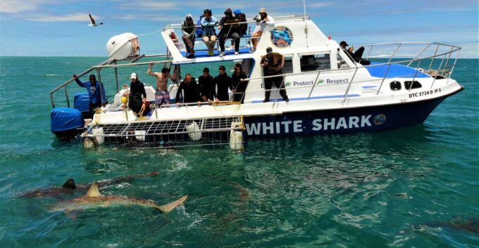 Shark Cage Diving With Transport From Cape Town - Preparing for the Adventure