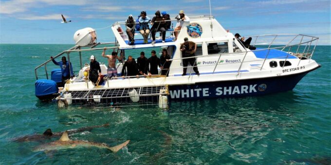 Shark Cage Diving With Transport From Cape Town - Capturing the Experience