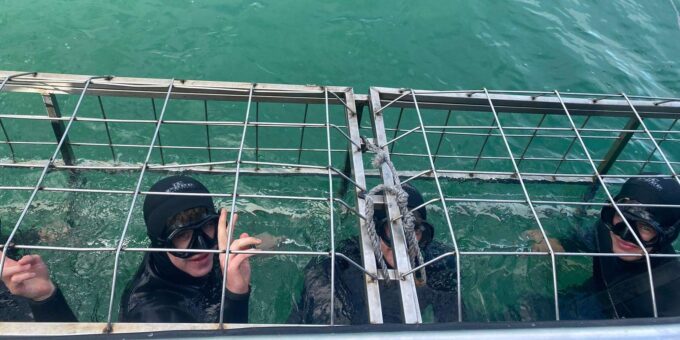 Shark Cage Diving With Transport From Cape Town - Booking and Reservations