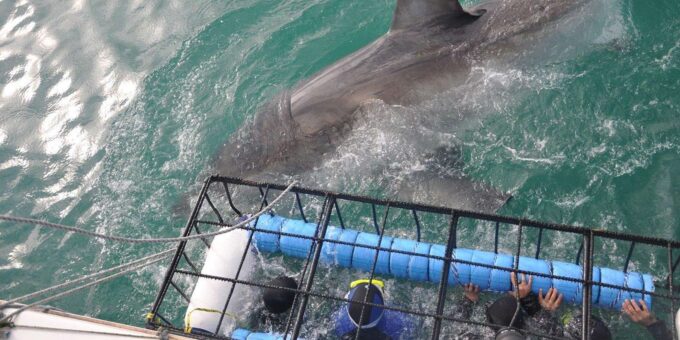 Shark Cage Diving With Transport From Cape Town - Frequently Asked Questions