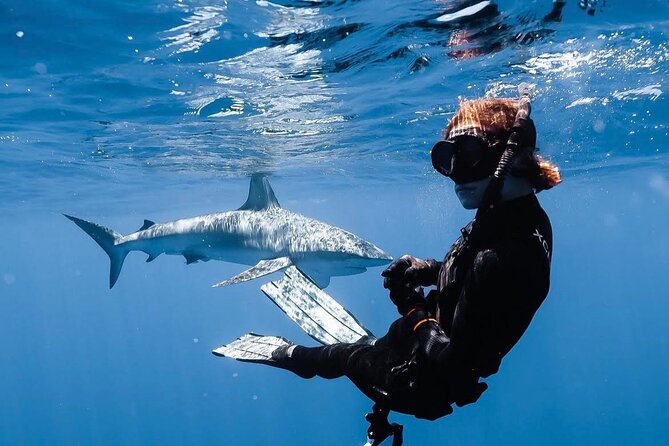 Shark Diving and Snorkeling in Oahu Hawaii - Scheduling and Pickup Details