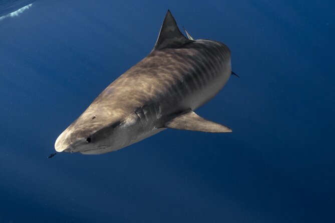 Shark Diving and Snorkeling in Oahu Hawaii - Safety Considerations