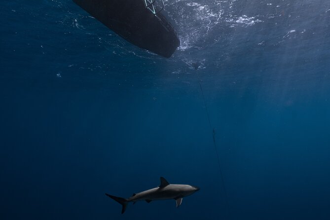 Shark Diving and Snorkeling in Oahu Hawaii - Snorkeling Equipment Provided