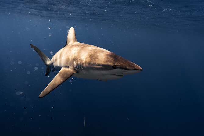 Shark Diving and Snorkeling in Oahu Hawaii - Customer Experiences and Feedback