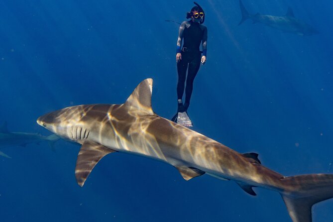 Shark Diving and Snorkeling in Oahu Hawaii - Preparing for the Adventure