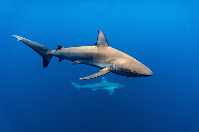 Shark Diving and Snorkeling in Oahu Hawaii - Highlights of the Tour