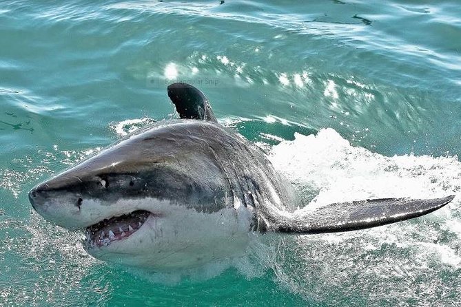 Shark Diving Full Day Guided Return Transfer to Gansbaai From Cape Town - Itinerary and Experience