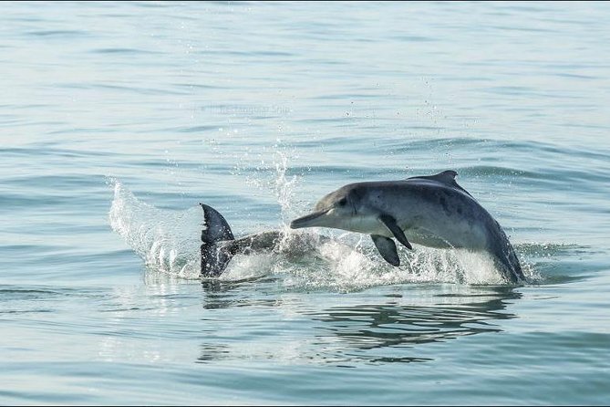 Shark Diving Full Day Guided Return Transfer to Gansbaai From Cape Town - Booking and Cancellation