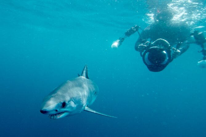 Shark Diving With Blue and Mako Sharks in San Diego - Activity Overview