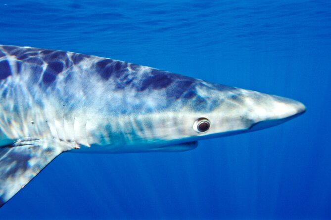 Shark Diving With Blue and Mako Sharks in San Diego - Contact and Booking Information