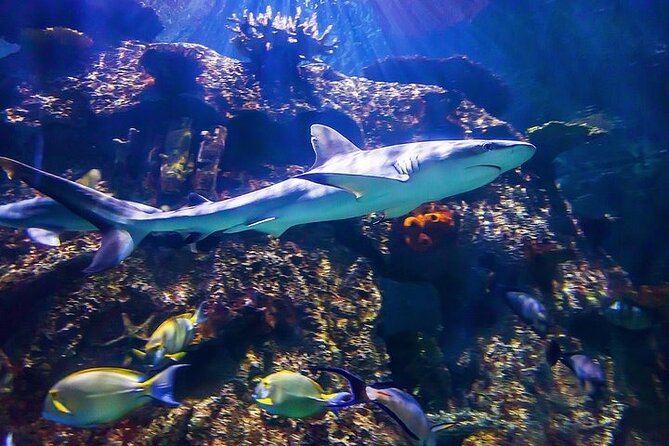 Shark Reef at Mandalay Bay Hotel and Casino - Touchpool Interactive Experience
