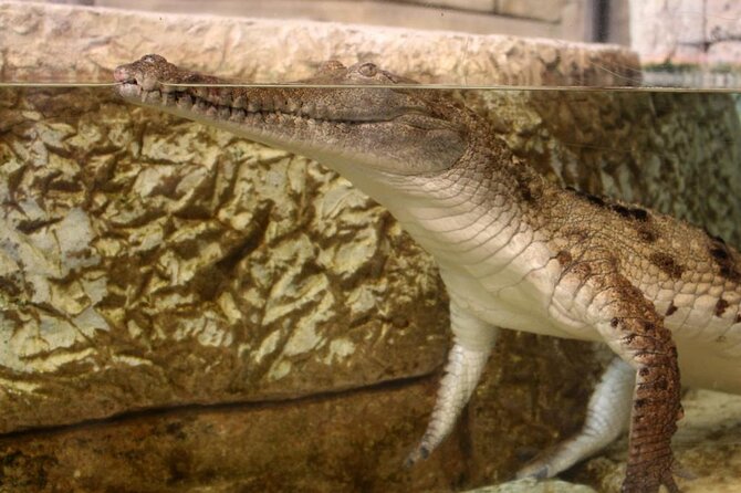 Shark Reef at Mandalay Bay Hotel and Casino - Undersea Explorer VR Theater