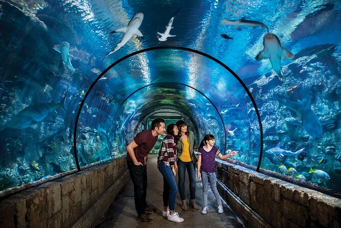 Shark Reef at Mandalay Bay Hotel and Casino - Visitor Accessibility and Accommodations