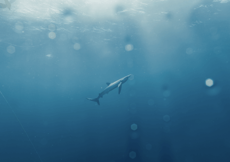 Shark Safari in San Jose Del Cabo - Key Points