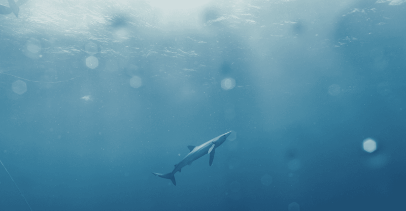 Shark Safari in San Jose Del Cabo - Immersive Experience and Itinerary