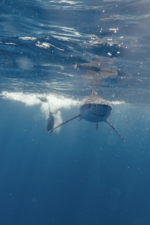 Shark Safari in San Jose Del Cabo - Expert-Led Shark Observation