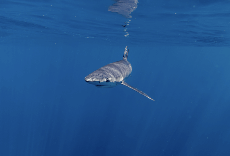 Shark Safari in San Jose Del Cabo - Eco-Friendly Practices and Wildlife Respect