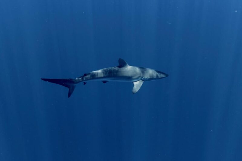 Shark Safari in San Jose Del Cabo - Meeting Point and Directions
