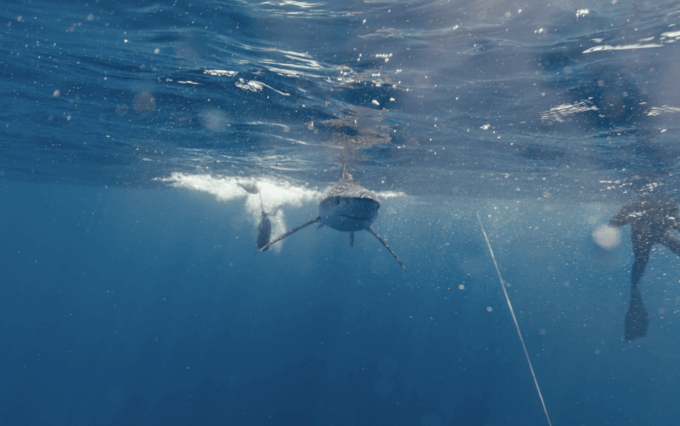 Shark Safari in San Jose Del Cabo - Additional Adventure Enhancements