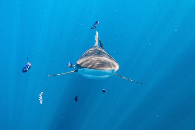 Shark Safari & Snorkel Adventure in Cabo San Lucas - Exploring Baja Californias Marine Life
