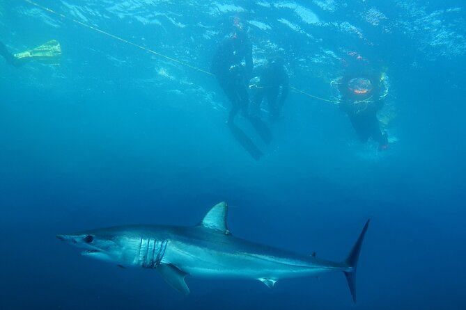 Shark Safari & Snorkel Adventure in Cabo San Lucas - Snorkeling With Diverse Sharks