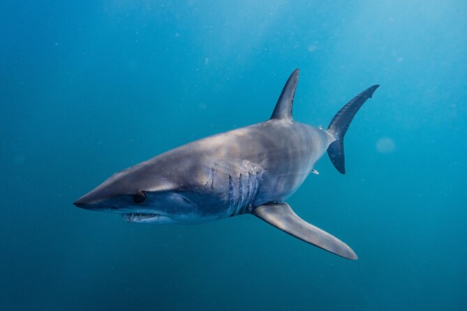 Shark Safari & Snorkel Adventure in Cabo San Lucas - Accessibility and Requirements