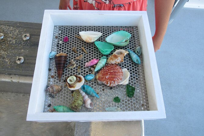 Shark Teeth and Shells, Dolphin and Shelling Tour Boat Clearwater Beach - Exceptional Reviews and Accolades