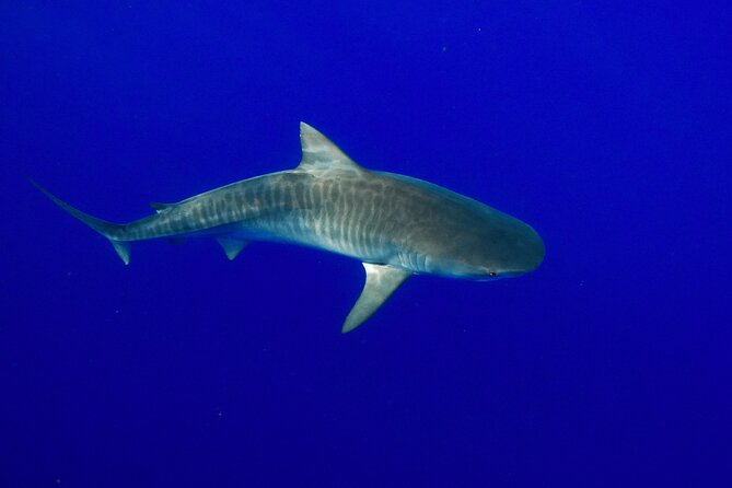 Shark Tour Dive With Sharks in Hawaii With One Ocean Diving - Safety Measures