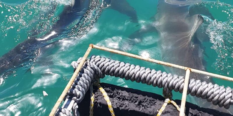 Shark & Whale Trip Combo - Key Points