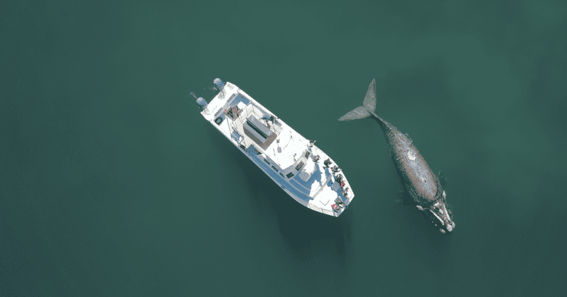 Shark & Whale Trip Combo - Itinerary and Schedule