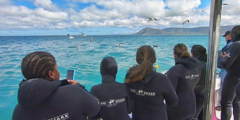 Shark & Whale Trip Combo - Shark Cage Diving Experience