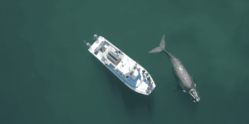 Shark & Whale Trip Combo - Included Amenities and Gear