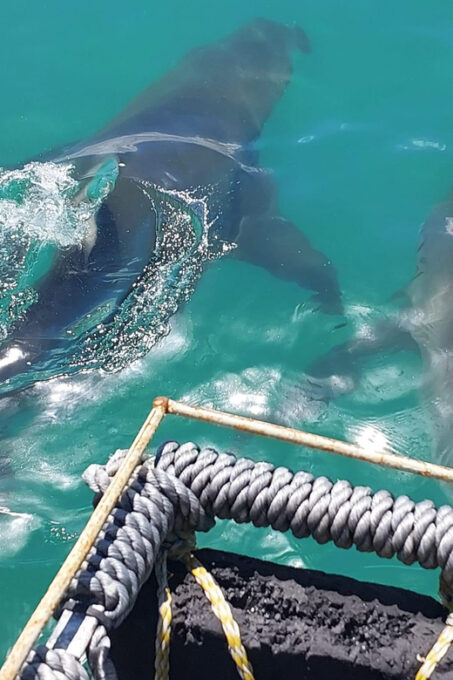 Shark & Whale Trip Combo - Safety and Weather Considerations
