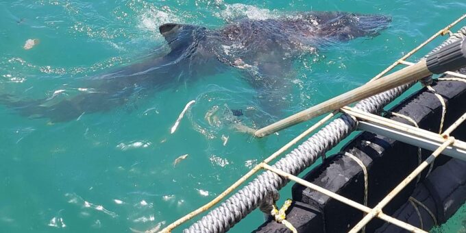Shark & Whale Trip Combo - Meeting Point and Directions