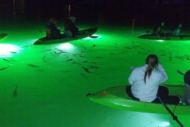 Sharkeys Glass Bottom Fish Feeding LED Night Tour St. Pete Beach - Exploring Boca Ciega Bay