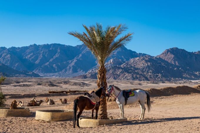 Sharm: Arabian Adventure Horse Ride & Camel Ride W Breakfast - Frequently Asked Questions