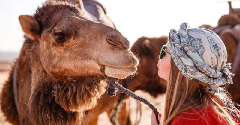 Sharm: Desert Adventures ATV, Buggy, Horse Ride & Camel Ride - Pricing and Savings Opportunities