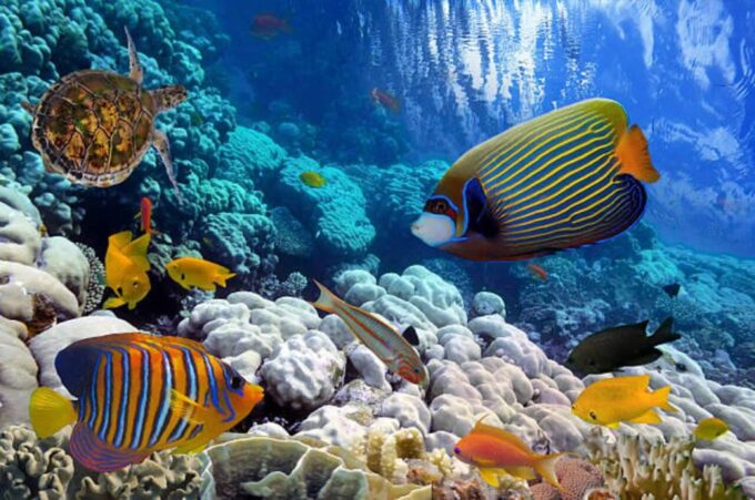 Sharm El Sheikh: ATV Desert Trip With Paragliding and Lunch - Inclusions
